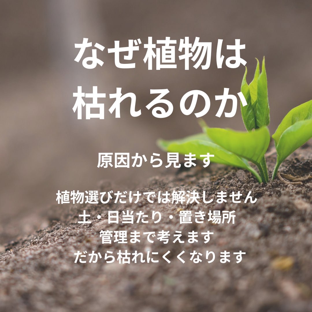 プロが植物の悩み解決します 初心者の方でも分かりやすく丁寧にアドバイスします イメージ2