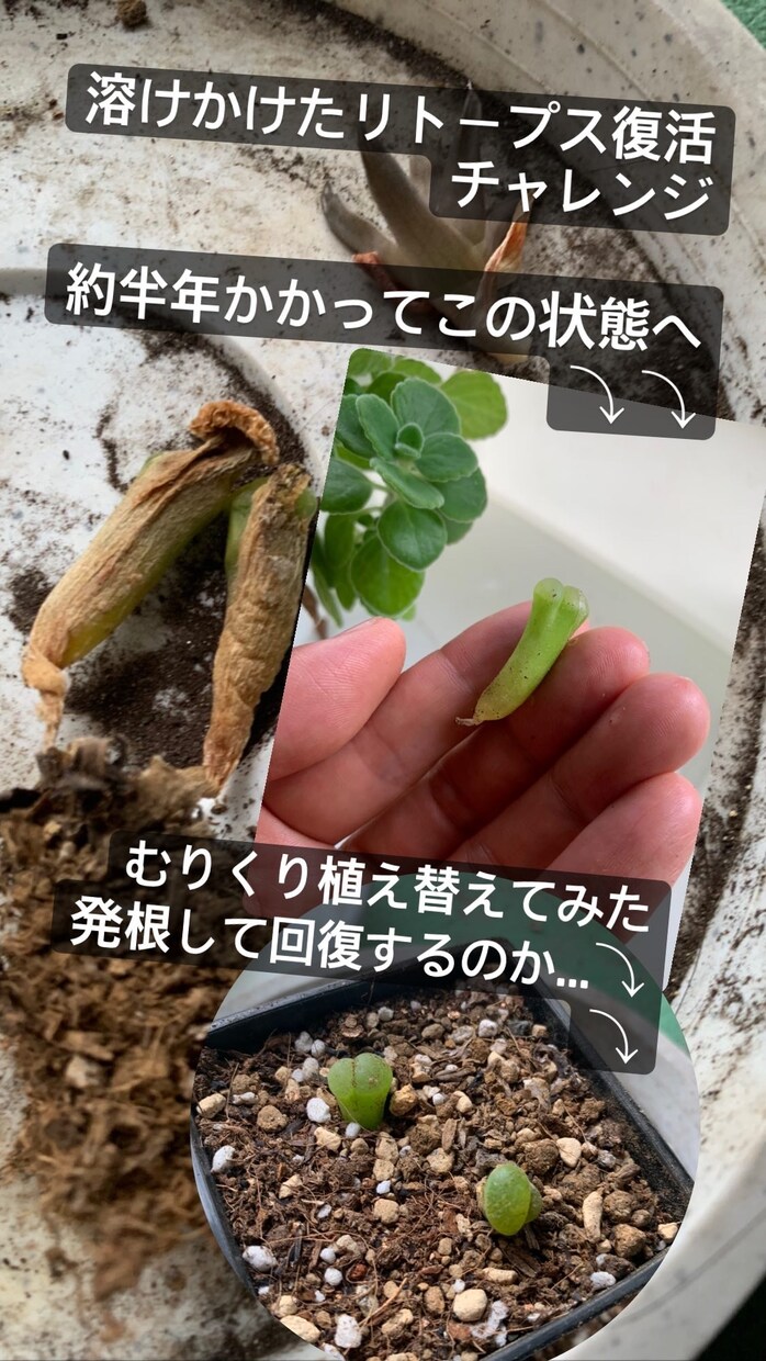 植物の「これからどうしたらいい？」に答えます 主に家庭菜園などの有機野菜作りのアドバイスを行います！ イメージ3
