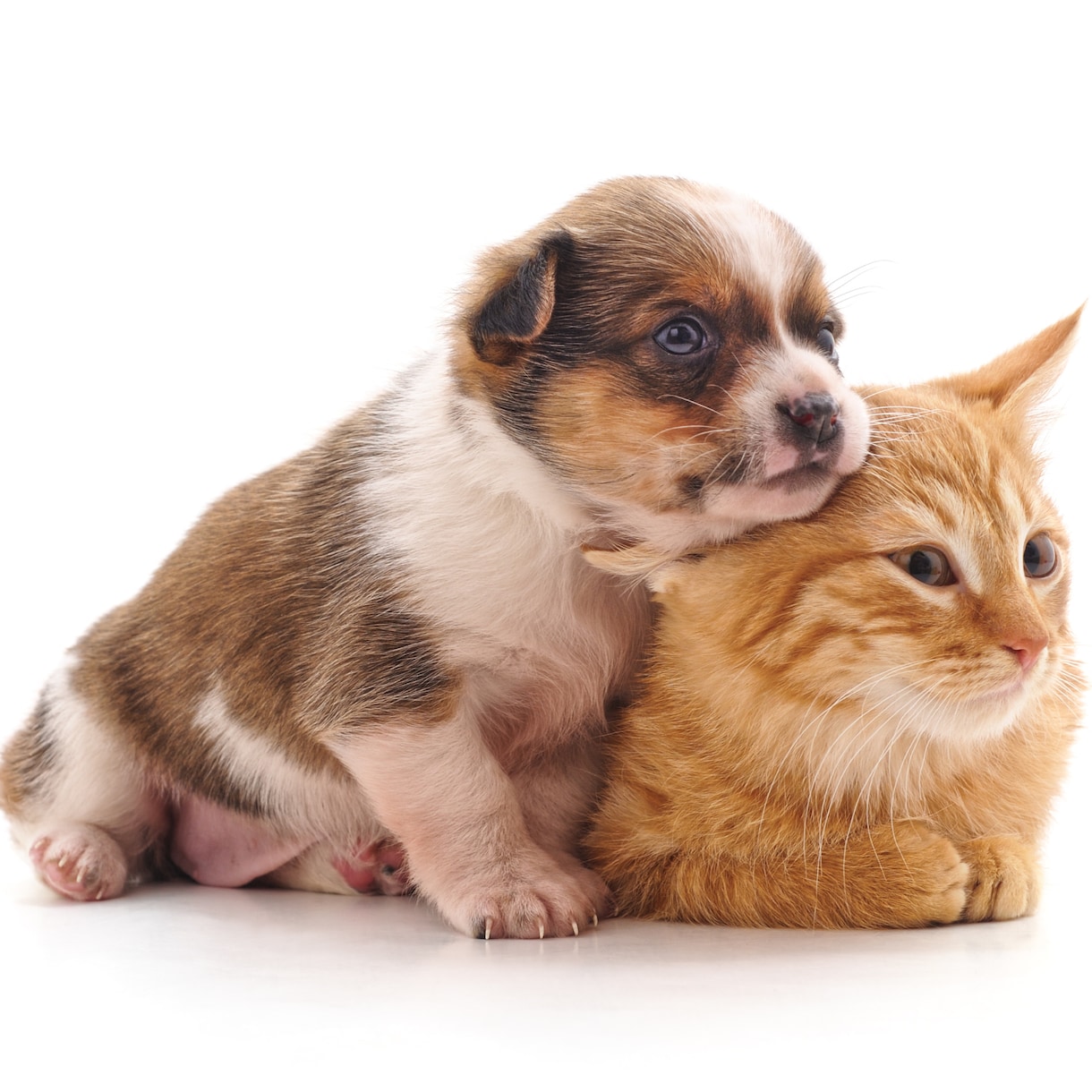 愛する家族（犬猫他）が元気になるよう遠隔施術します 遠隔オステオパシーで次元を超えて活き活きとした表情にします イメージ3