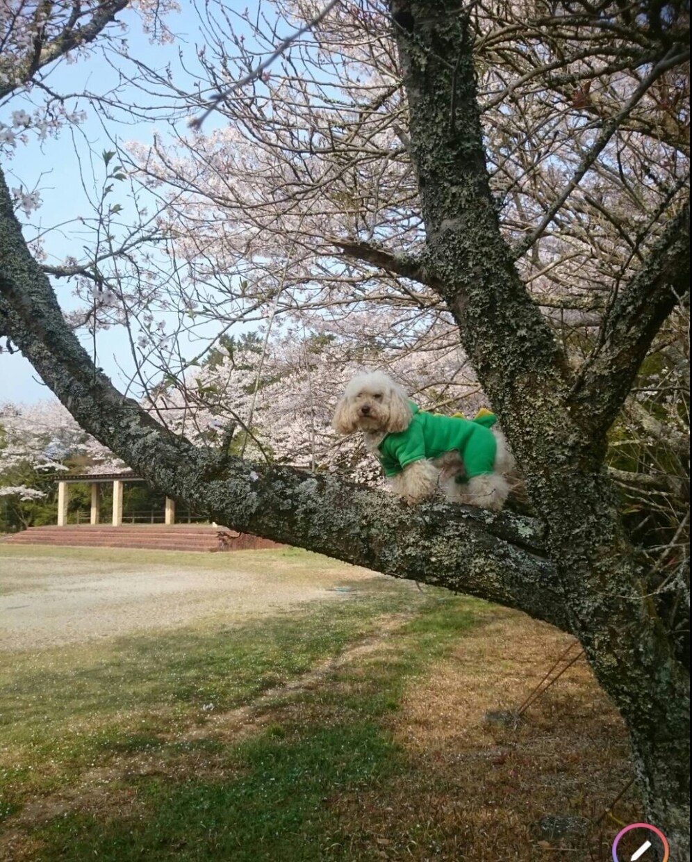 私トイプードルを飼ってます ペットといえど同じ家族です一緒に問題解決しましょう。 イメージ4