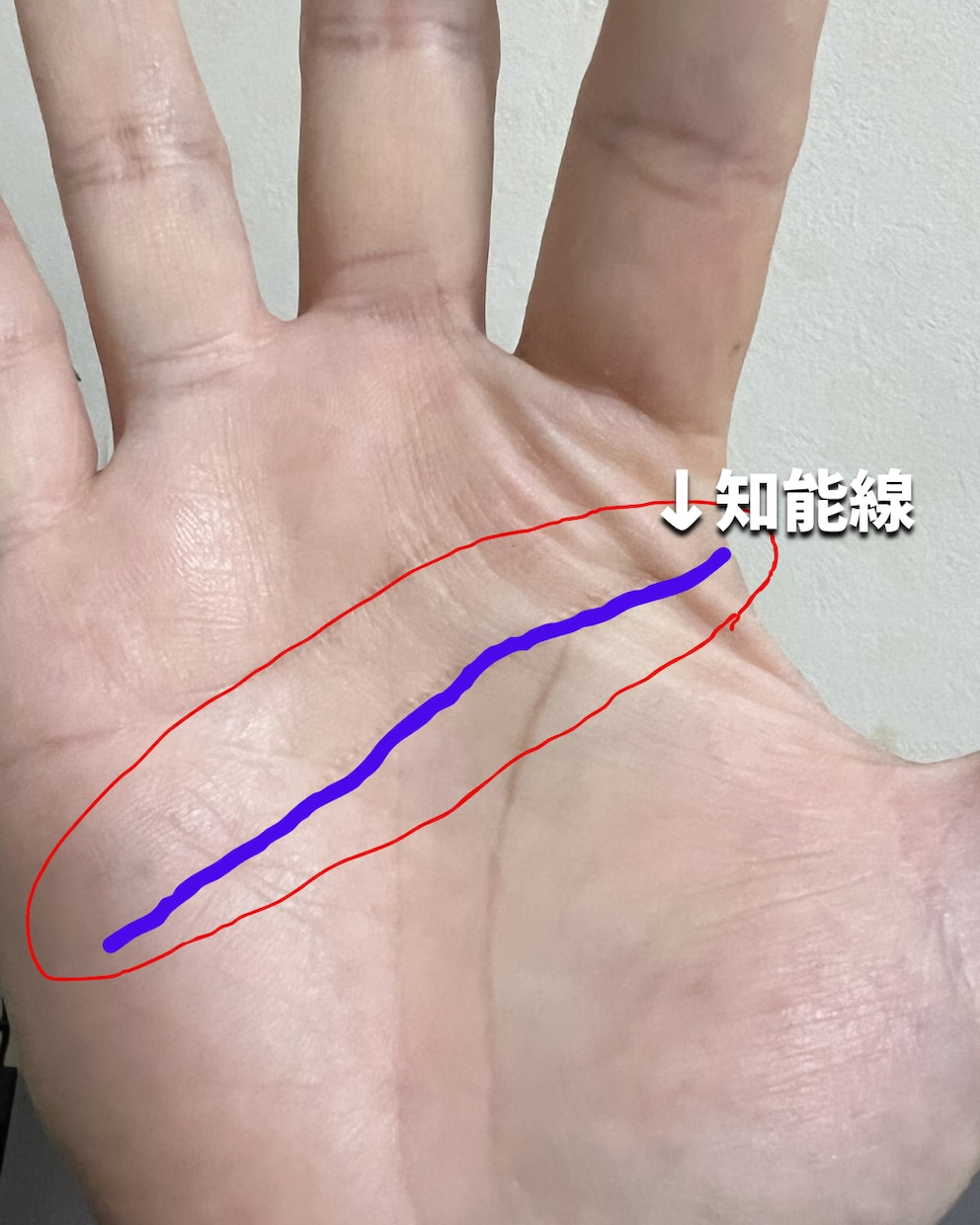 初回限定1,000円◆知能線から才能診断します 鑑定だけで終わりじゃない。今できる行動まで一緒に考えます イメージ2