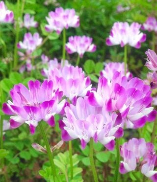 幸せの見つけかた・幸せの感じかたをシェアします シェアから始まる幸せの見つけかた イメージ1