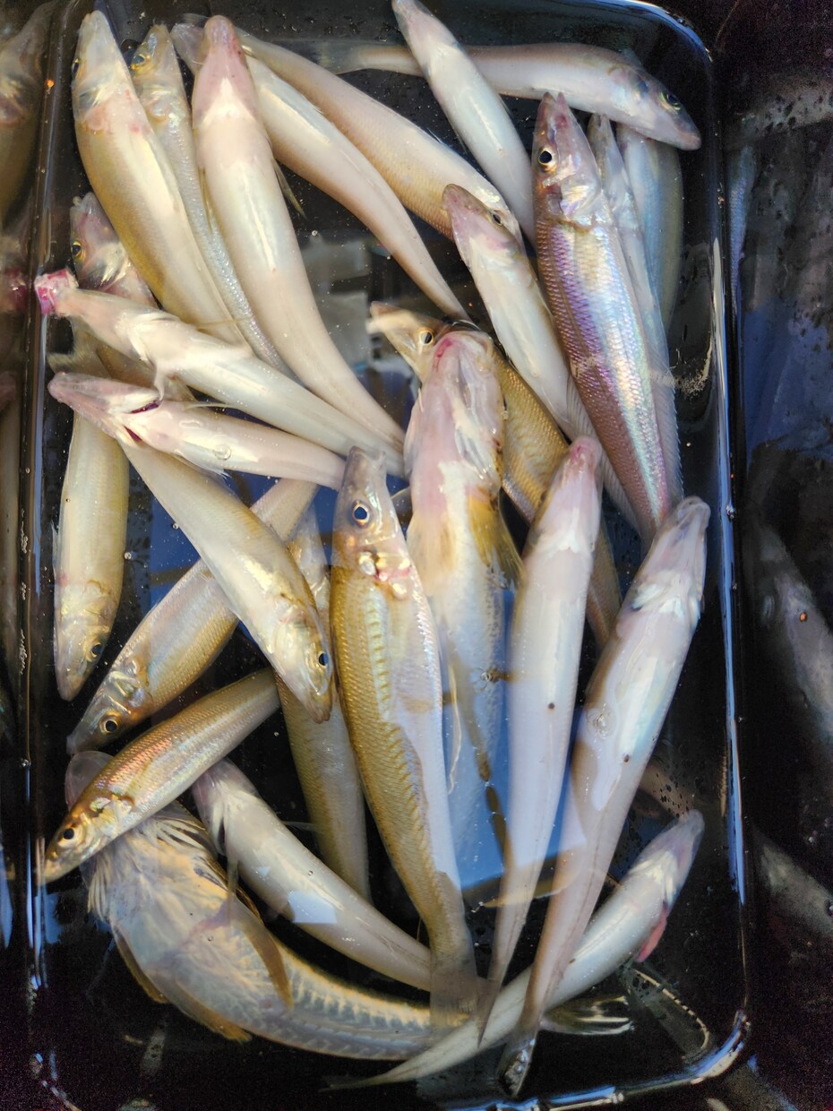 釣りを始めてみたい方の質問お受けします 釣具屋勤務による生の情報をお届けします。 イメージ1