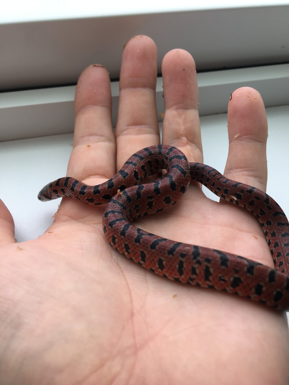ヘビ、トカゲ、カメ、カエルの飼育相談のります 現在日本産(野生由来)のもの22種50匹ほど飼育中。 イメージ6