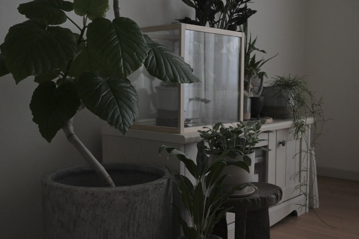 観葉植物のコーディネートをアドバイス致します これから植物のある暮らしを取り入れたい方へ イメージ2