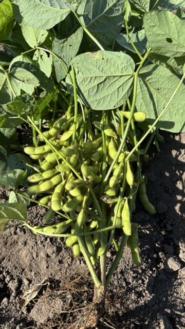 小さな菜園・畑の野菜栽培のお悩み相談をお受けします 1500坪のひだまりファームの経験から野菜作りをサポート イメージ7