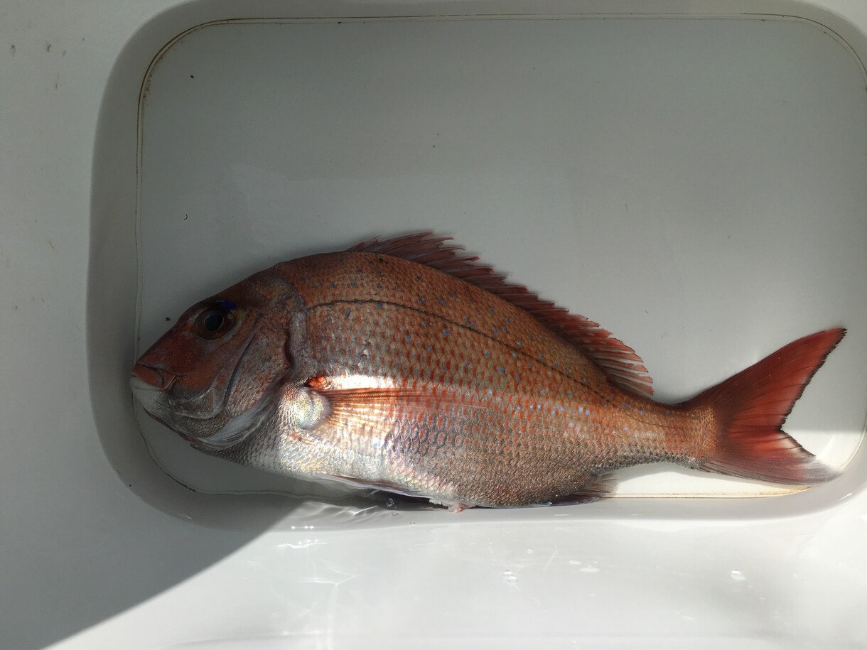 釣りに関してあらゆるノウハウやテクニックを教えます 釣り初心者向けにあらゆるノウハウやテクニックを教えます。 イメージ3