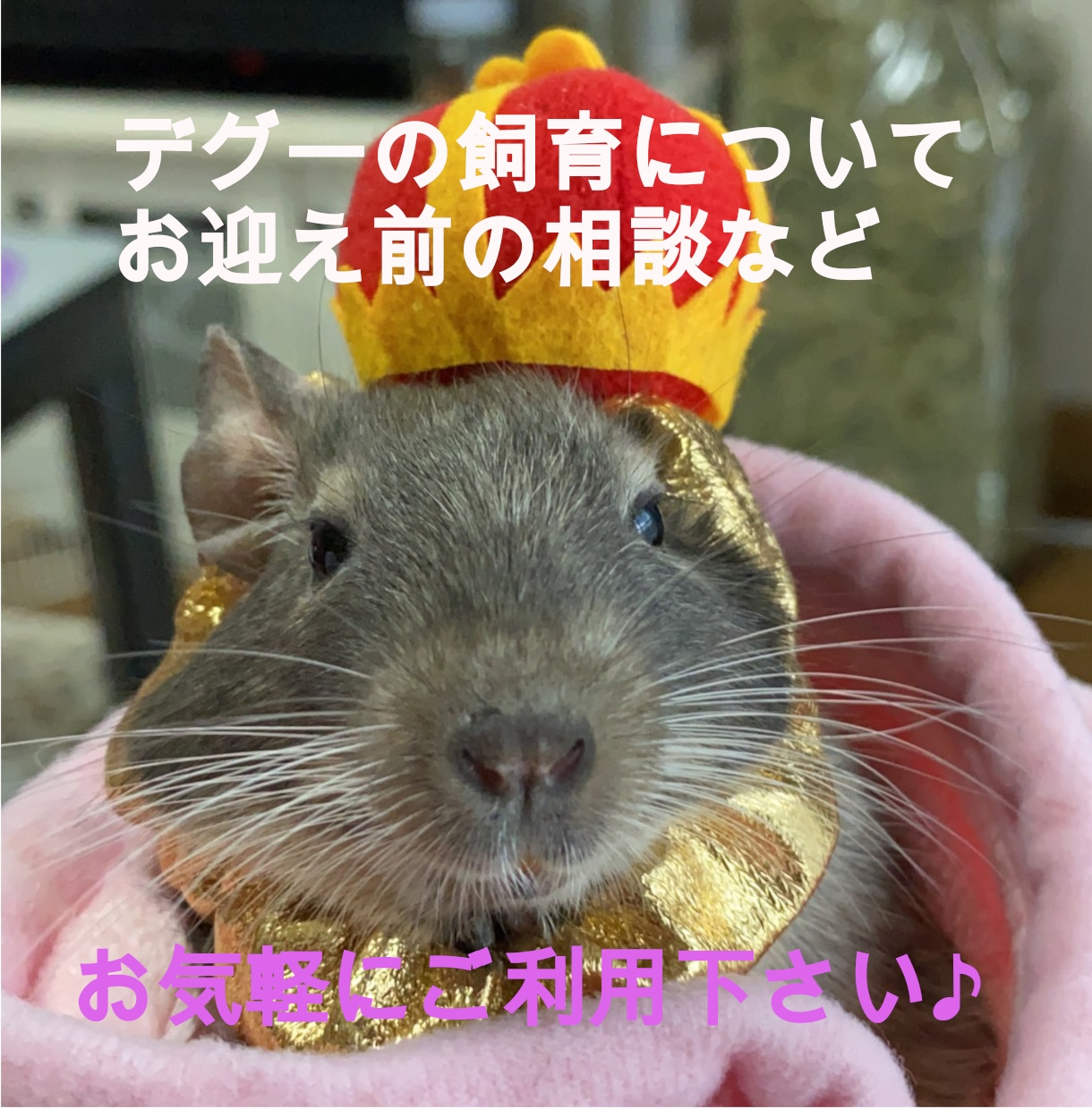 デグーの飼育・飼う前に聞きたいことなど相談受付ます デグー飼育５年目です☆相談事があればいつでもどうぞ♪ イメージ1