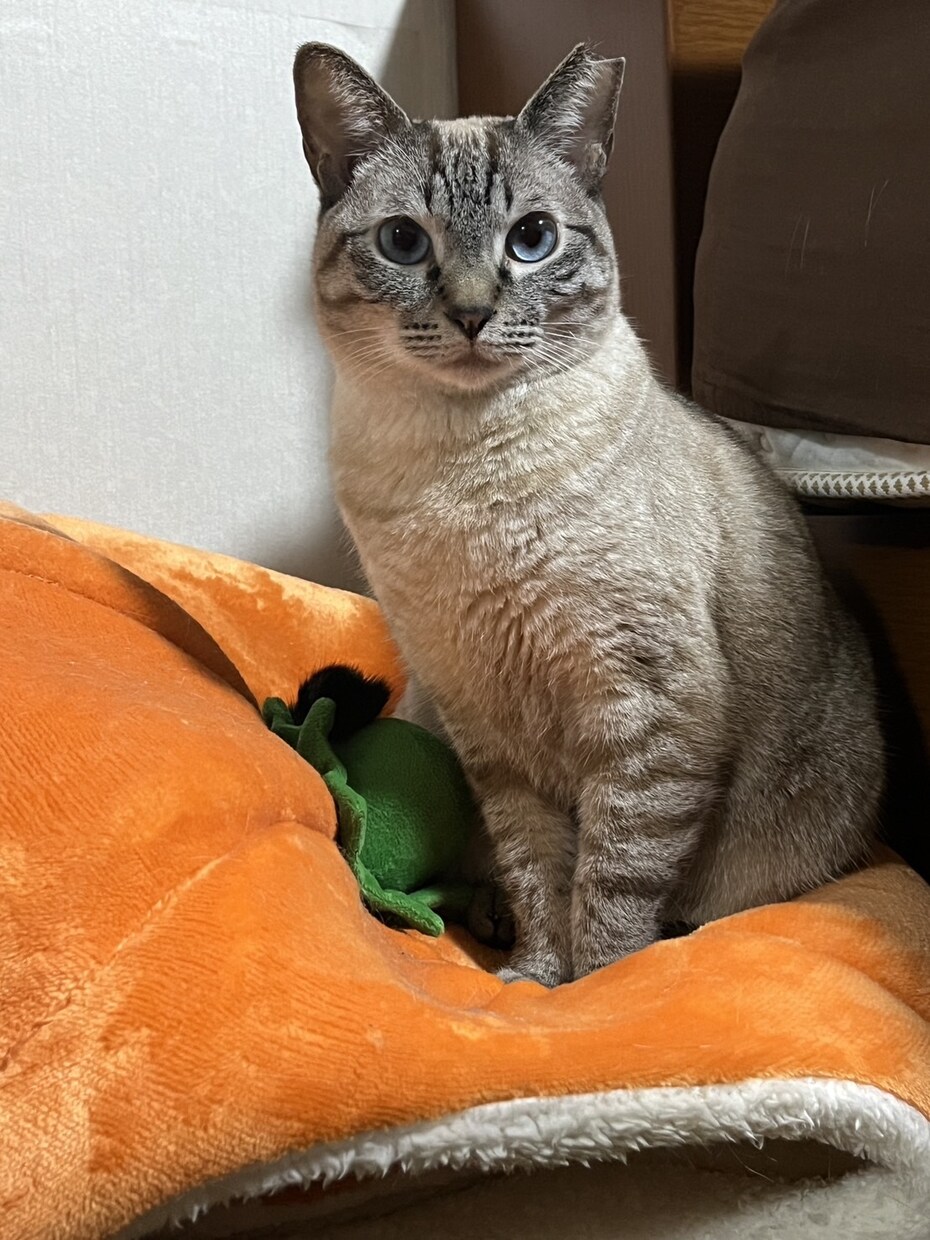 うちの子、雑誌デビューします ペット写真を表紙みたいな一枚に イメージ3
