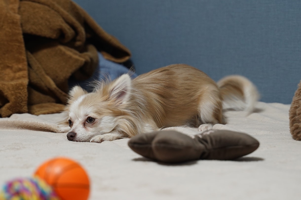 愛犬・愛猫、ペットの思い出を残します 綺麗に可愛くカッコよく、大事な家族を残します。 イメージ8
