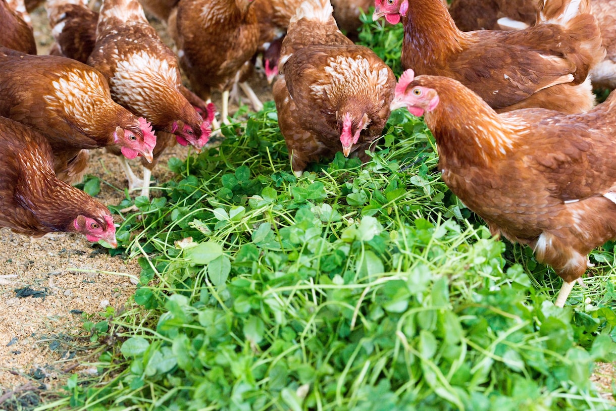 平飼い養鶏のご相談にのります プロの養鶏家がお答えます！飼い方、産卵箱、平飼い養鶏開業 イメージ4