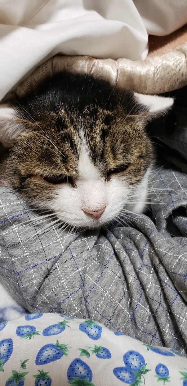 うつ病、双極性障害の寛解までの道のり教えます 本当に良くなるのか心配な方へ、不安になる事はあたりまえです イメージ1