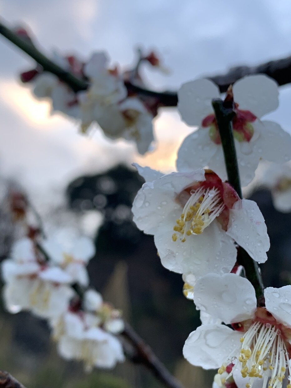 あなたに寄り添いお話聞かせて頂きます 素敵な未来、叶えたい夢を引き寄せましょう。 イメージ1