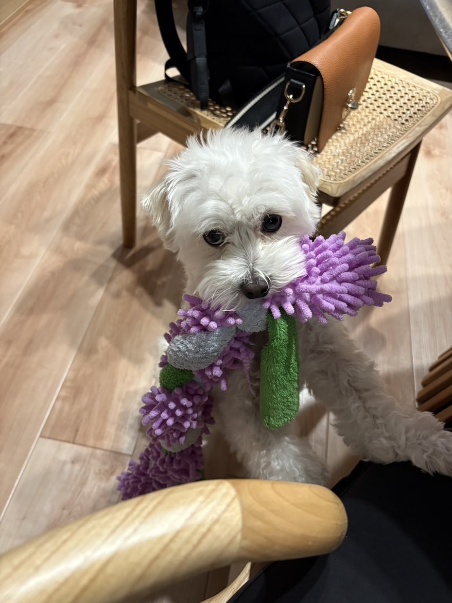 多頭飼いって実際どう？リアルな経験談相談乗ります 犬2匹との暮らし、良いことも大変なこともリアルにお話しします イメージ2