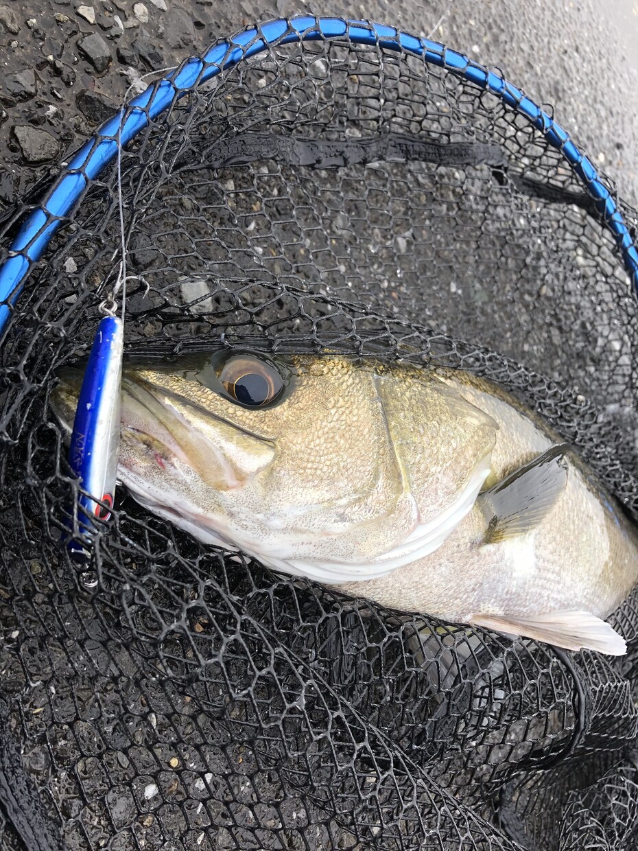 シーバス初心者に最初の1匹が釣れるノウハウ教えます 初心者の方に、最初の一匹を釣るまでの考え方を伝授します。 イメージ1