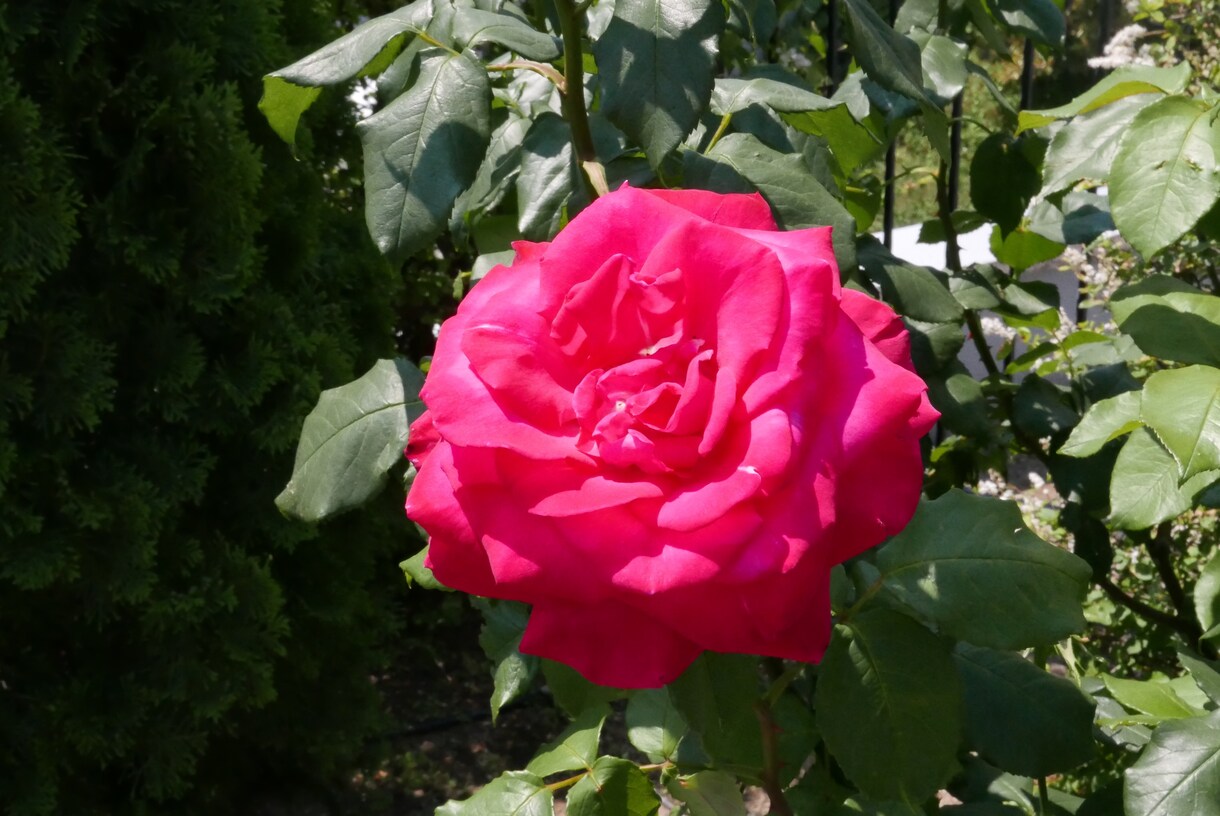 バラの写真を提供します 花の写真が必要な方必見！インテリアにオススメ！！ イメージ1