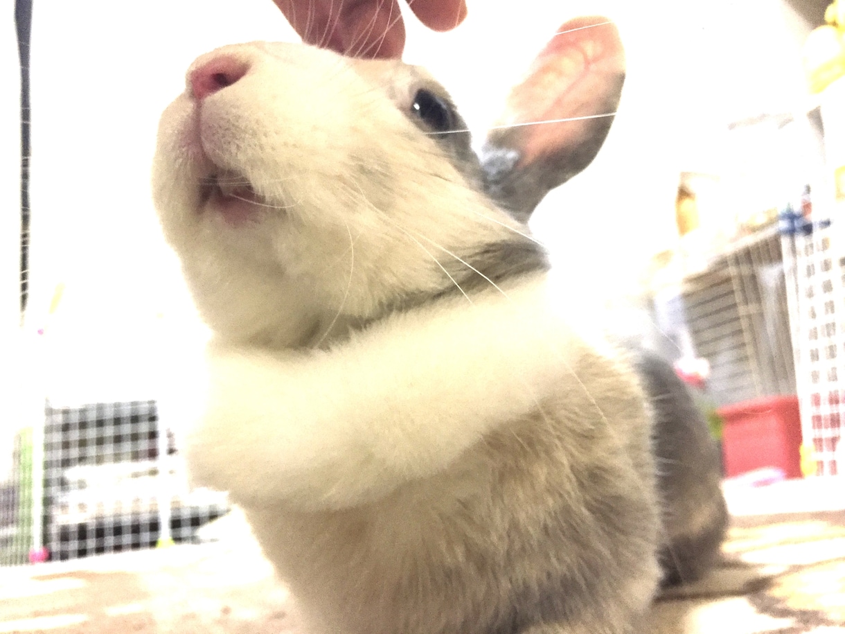ペットちゃんの気持ちを正直にそのままお伝えします アロマを使って動物の潜在意識と繋がる✨ イメージ1