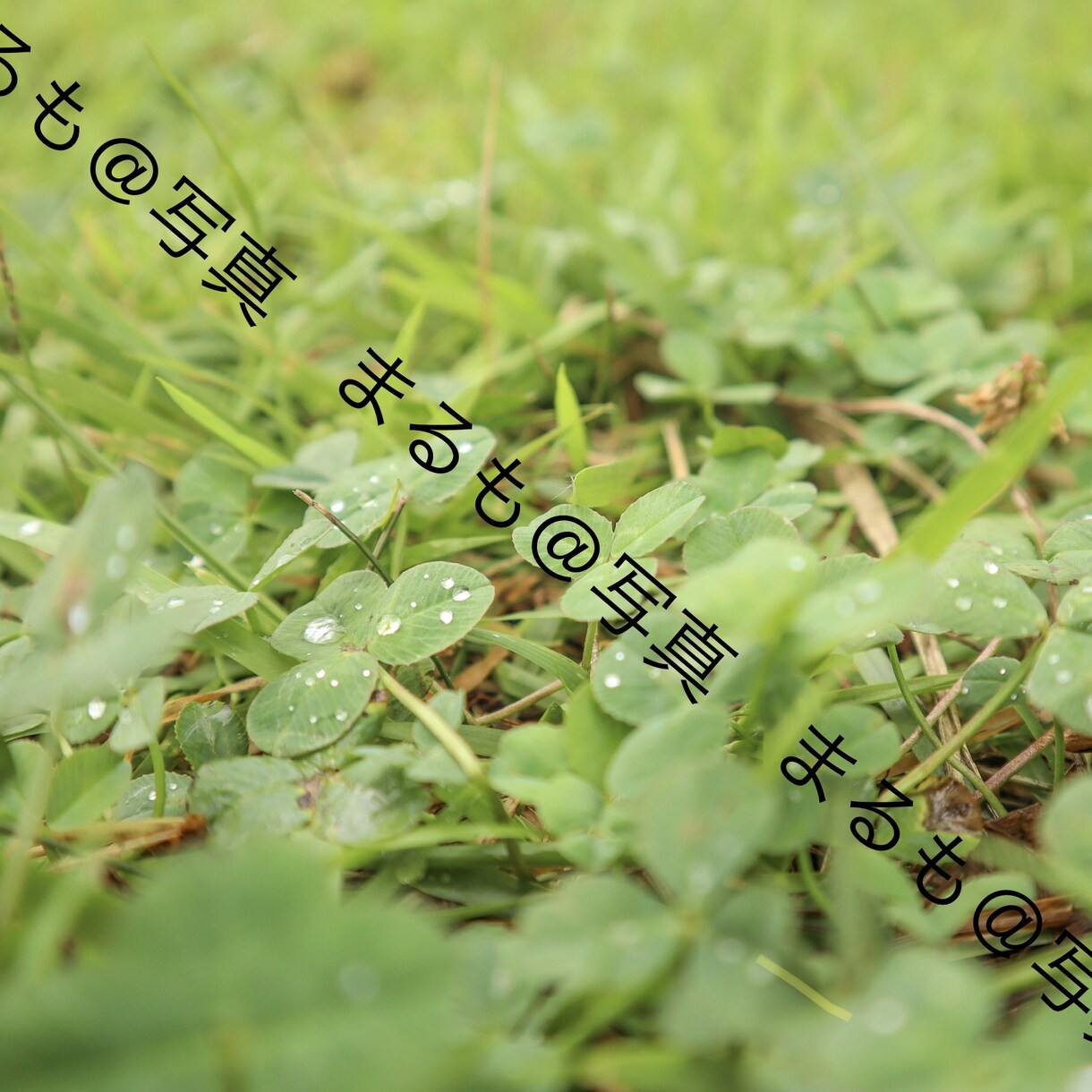 1〜3カットまで！広告等で使える写真を提供します 使い勝手の良い写真をお求めの方に！ イメージ8