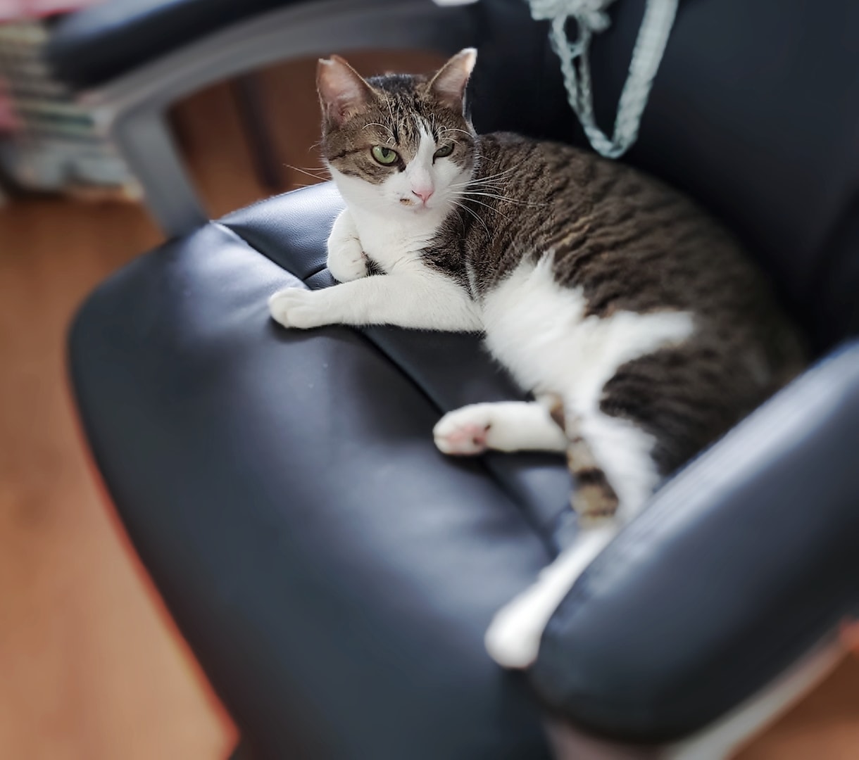 ねこがあなたの悩みを聞きます 猫生が波乱万丈な元野良猫の月見さんがお話聞きます イメージ6