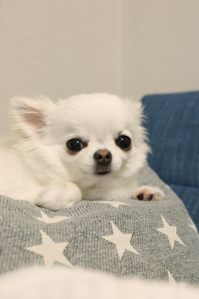 ご家族の思い出と、ペットのお写真を撮影します いつもの家族写真にわんことにゃんこもご一緒に イメージ2