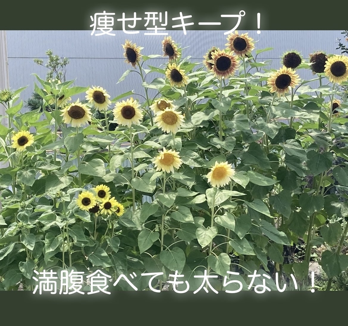 効率のいい痩せ方教えます 意志も根性も関係ない。全てはダイエット知識だった。 イメージ3
