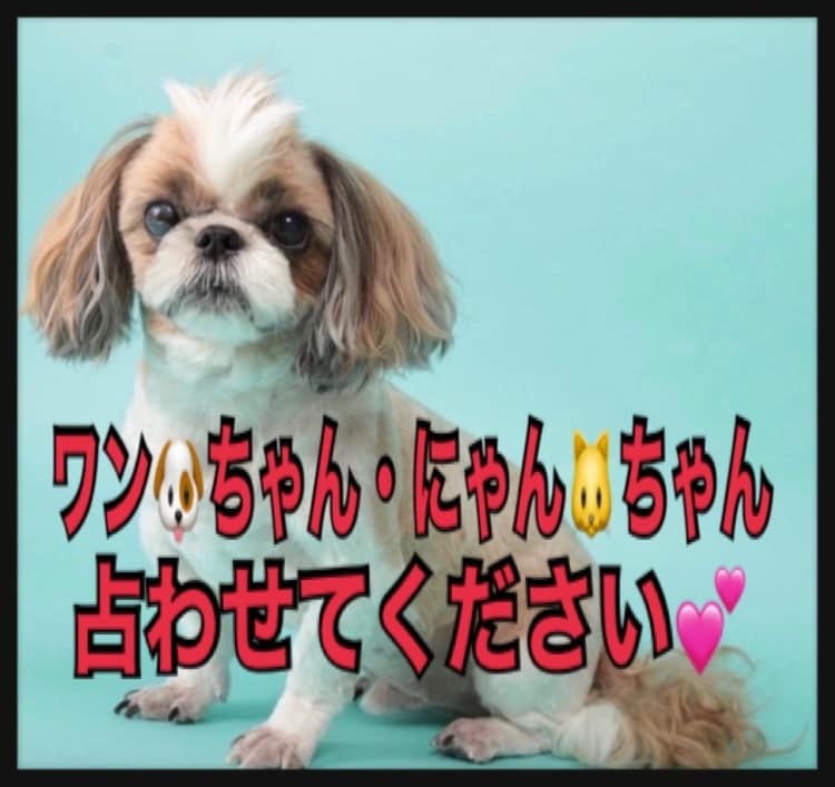 ペット占い♪ご家族の犬・猫ちゃん♪占わせて頂きます ！亡くなってしまったペットちゃん、、今のお気持ち知りたい‼︎ イメージ2