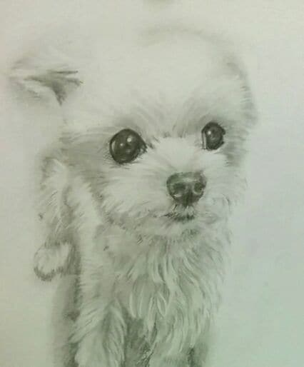 ペット・動物を鉛筆デッサンで描きます ペット・動物・似顔絵　・ペットロス・モノクロデッサン イメージ1