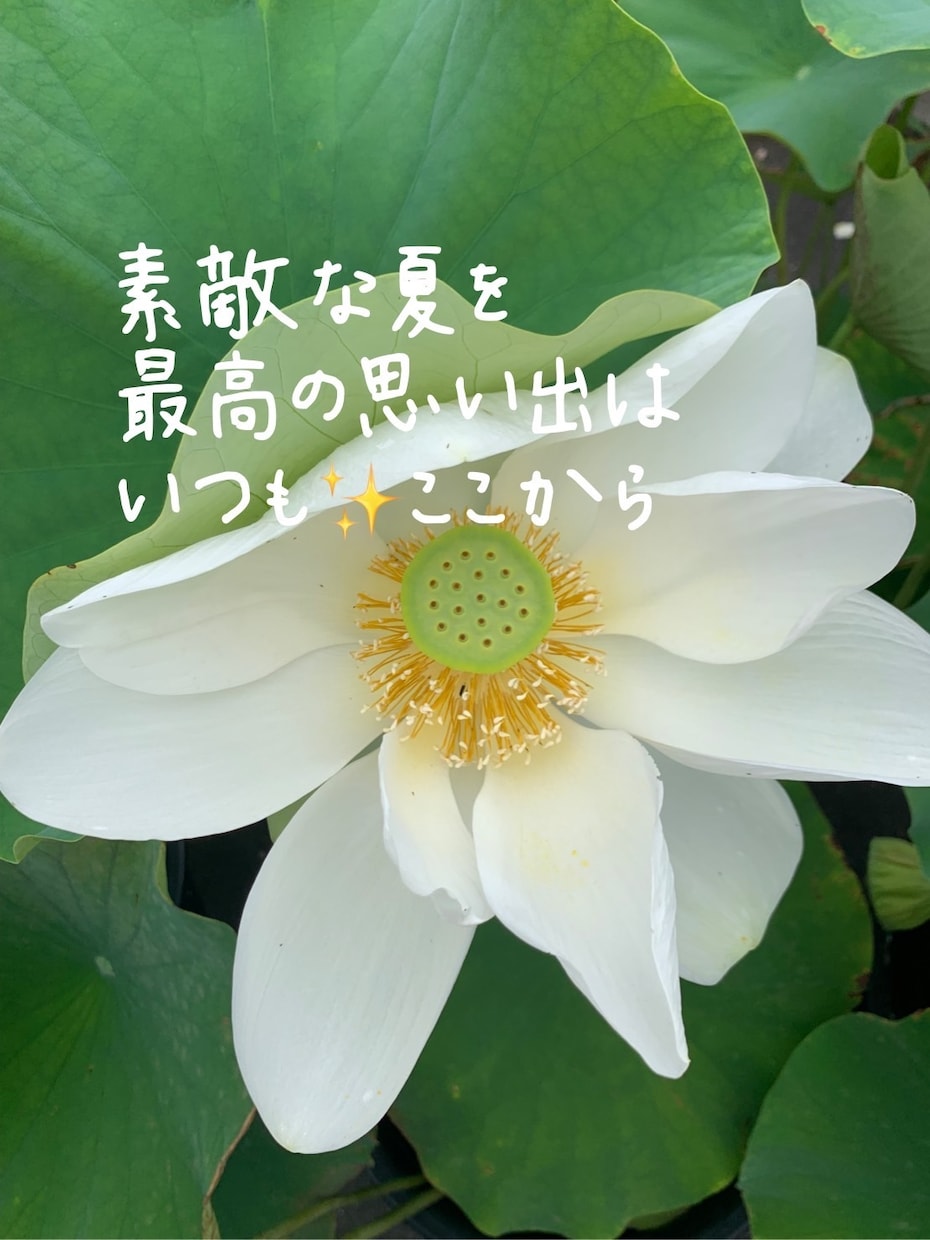 心をホッとさせて、私の幸せをお裾分けします 変な声の私とお話しして人生をチェンジして下さい！絶対大丈夫！ イメージ3