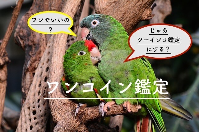 望む未来を引き寄せる開運アドバイス致します あなたの将来の流れを踏まえて取り組むと良い内容をお伝えします イメージ1