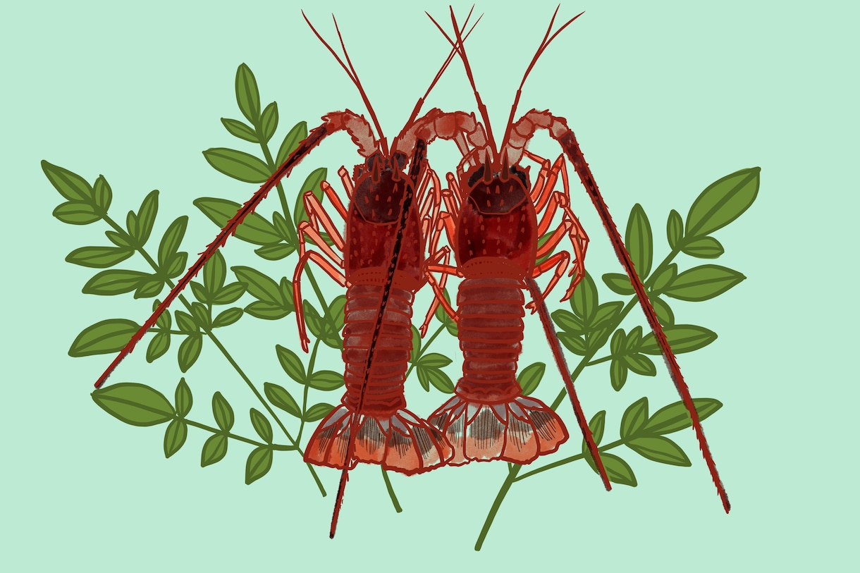 魚や魚介類の爽やかなイラストを描きます 爽やかな水彩タッチの海の生物のイラストいかがですか。 イメージ1