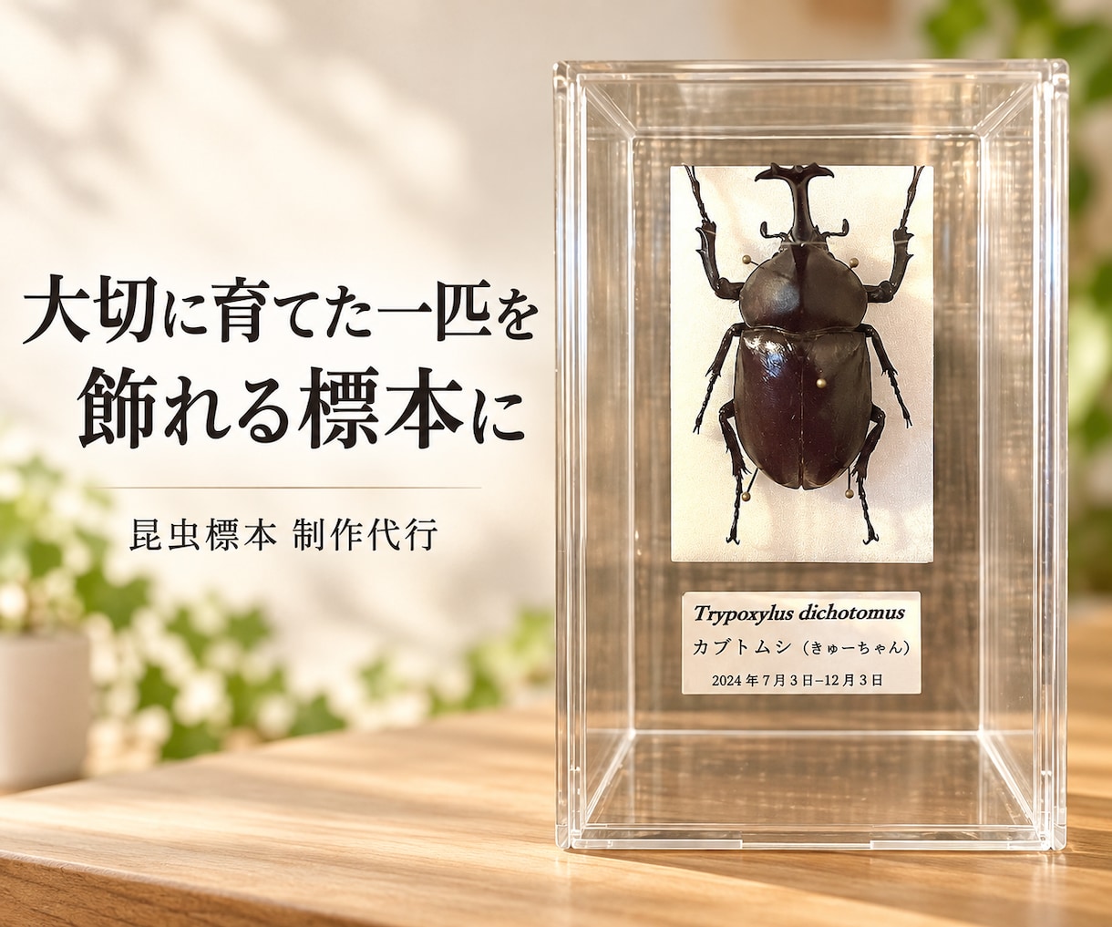 大切に育てた昆虫を飾れる標本にします お子さまと過ごした時間を、形に残します イメージ1
