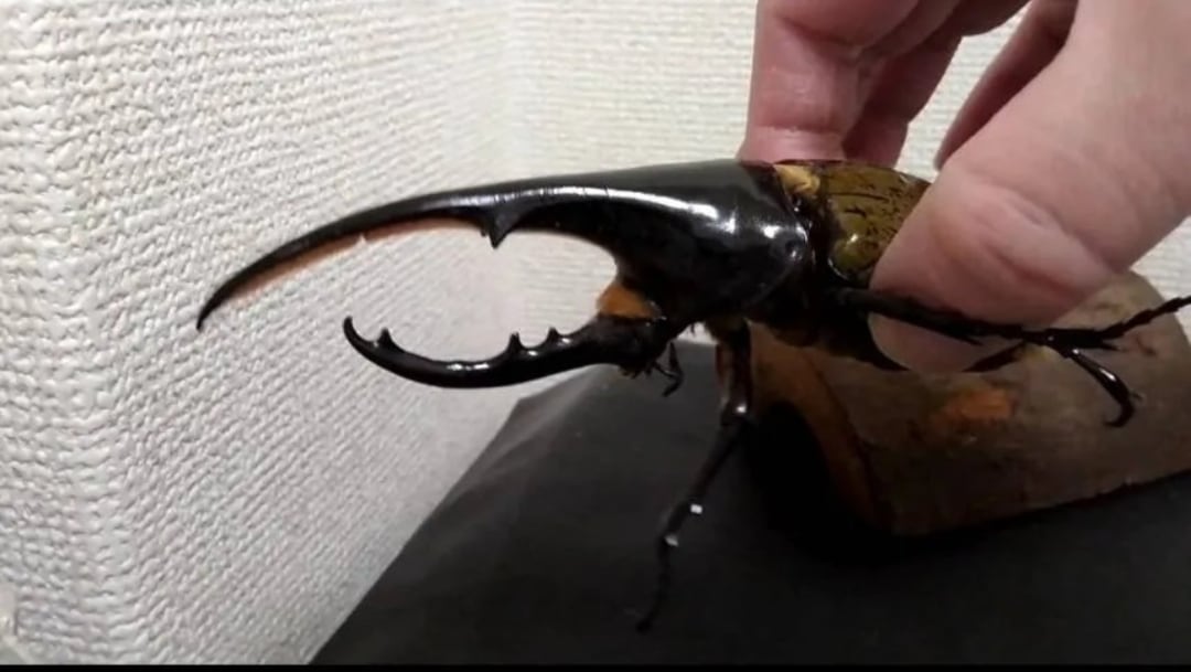 ヘラクレスオオカブトのブリードで稼げます ヘラクレスオオカブトを育てて楽しくブリードしながら販売。 イメージ5