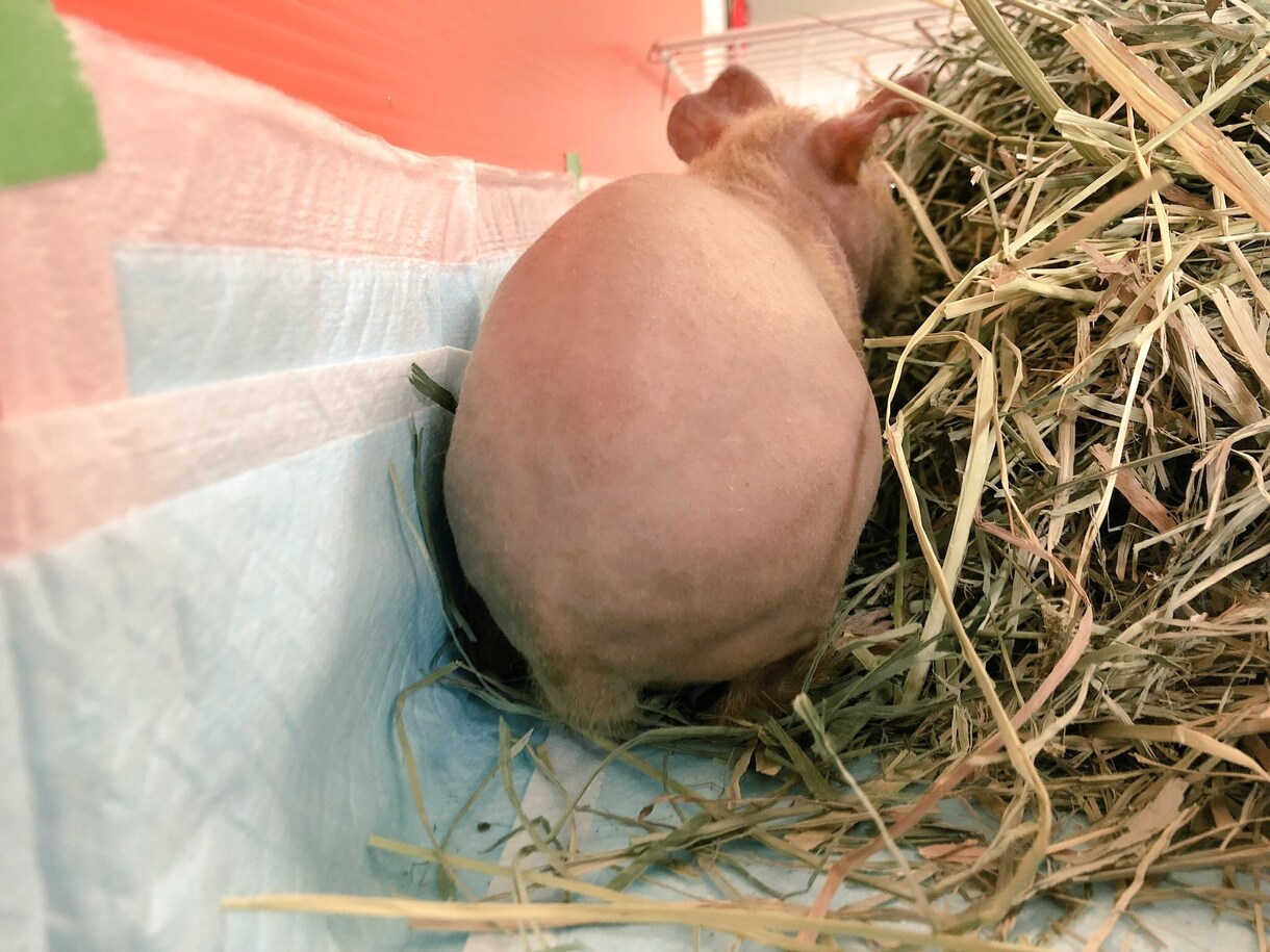 ペットの飼育相談します 元ペットショップ店員による、小動物・爬虫類・熱帯魚の相談！ イメージ2
