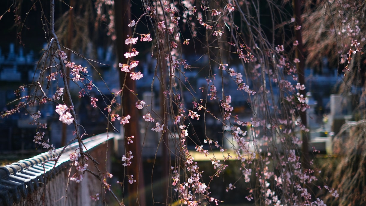 風景写真などをメインに撮っています 綺麗を切り抜いて撮ってるつもりです。 イメージ4
