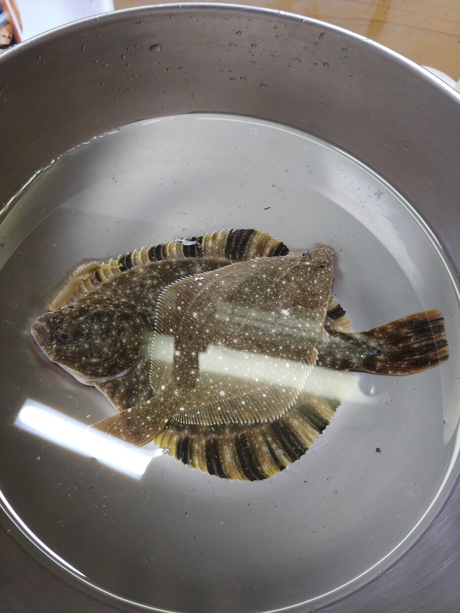 札幌近郊の投げ、ルアー釣りのポイント＆情報教えます 札幌、小樽にお住まいの方、釣りに行こうと思ってる方 イメージ2