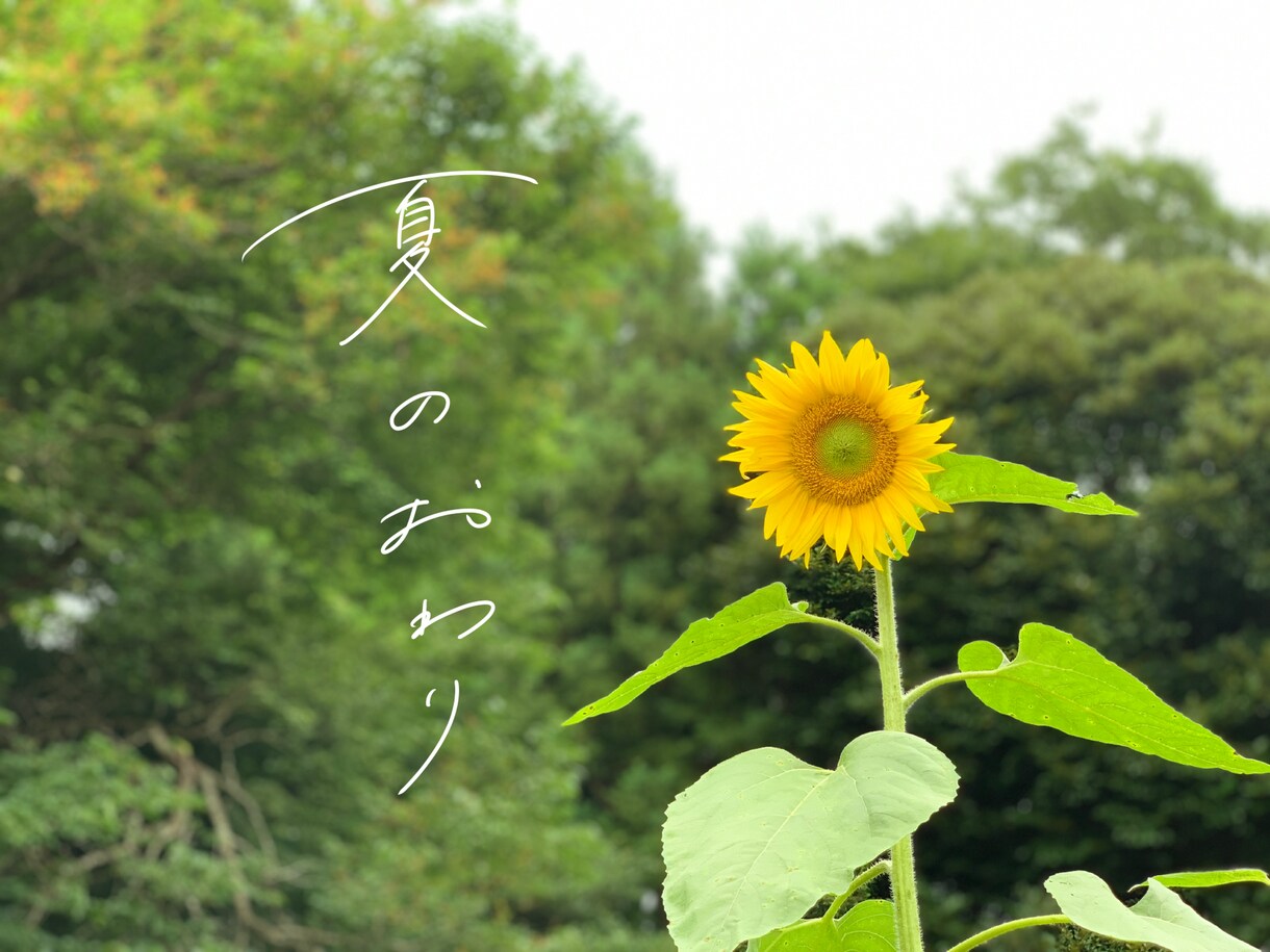 おしゃれな手書き文字書きます SNS投稿、広告、チラシ、メニュー表などに♩ イメージ9