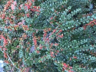 フラワーエッセンスについての講座を開催します お花や自然界の力はとても凄いですよ イメージ2