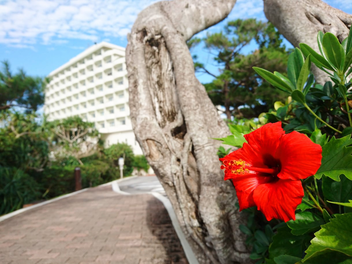 SNS用の写真撮影代行をします 【沖縄本島限定】SNSなどで使える写真を提供します！ イメージ4