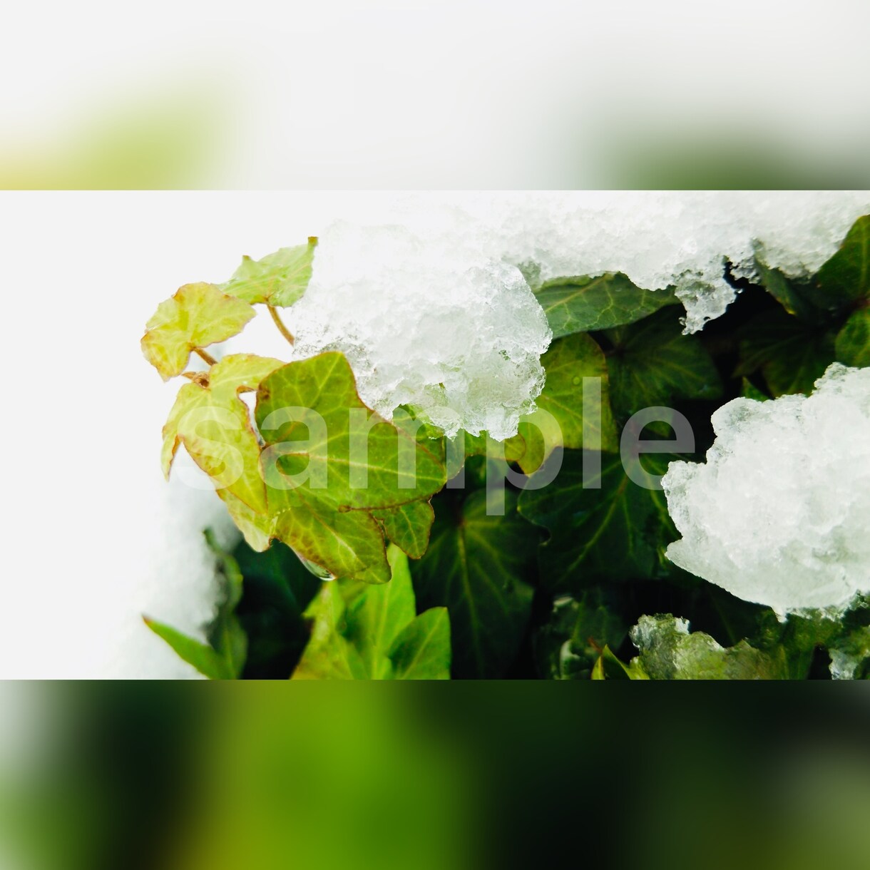自然の写真を中心に素材をご提供いたします （SNSのアイコンや背景、広告などの商用利用にも／〜10枚） イメージ8