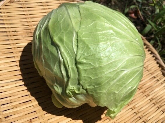 自然栽培・有機栽培による野菜の作り方を教えます 無農薬・無肥料又は有機肥料・固定種による野菜栽培を伝授 イメージ2