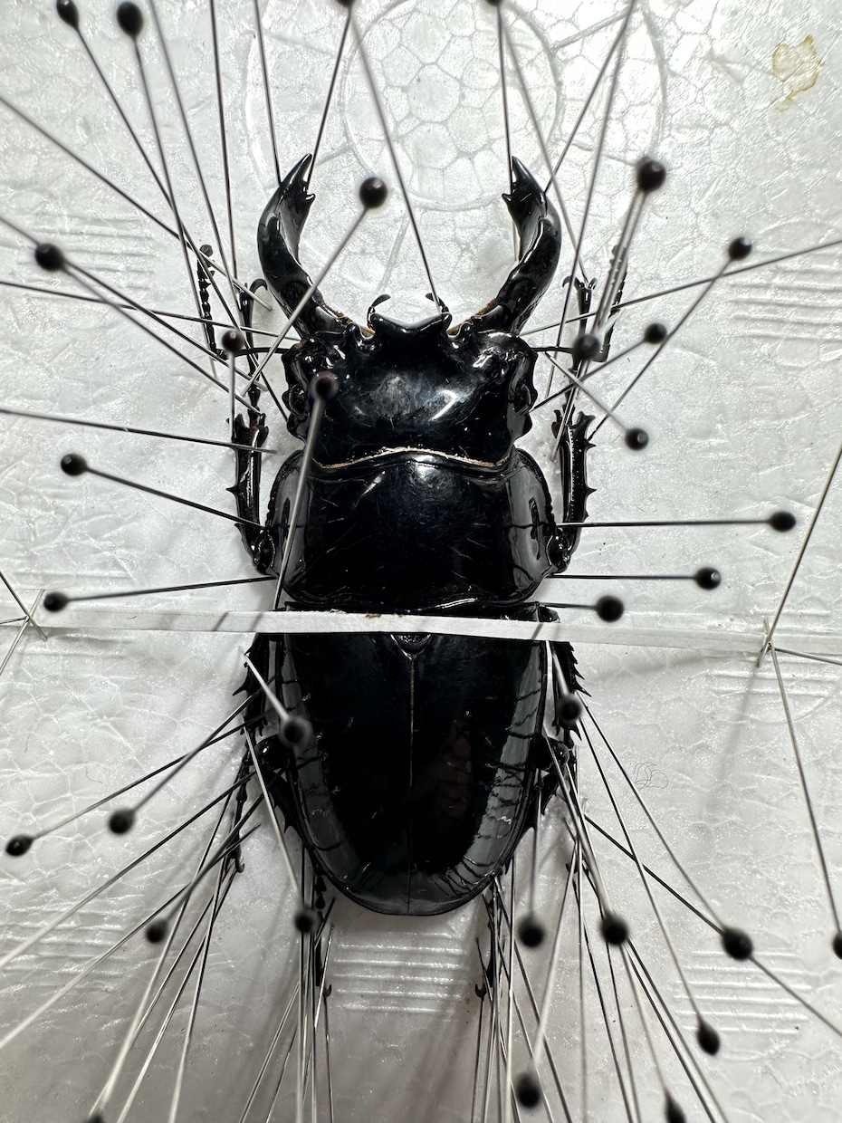 昆虫標本の作成を代行します 屋号名: BOOM INSECT イメージ3