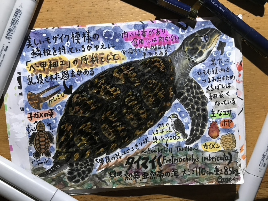 海洋生物のイラスト描きます 小さな魚から大きなクジラまで、種類色々お任せください！ イメージ9