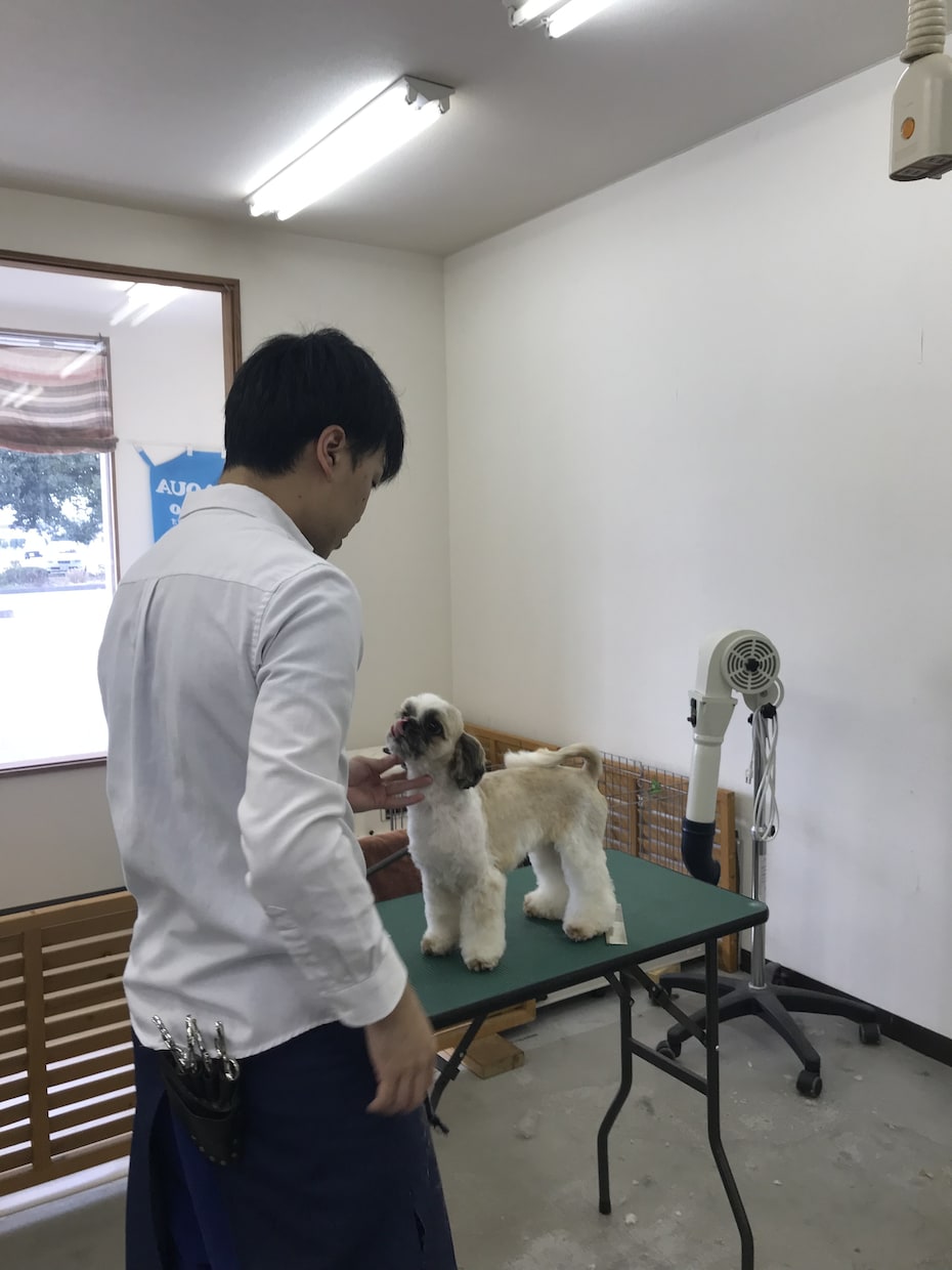 トリマー監修！専門性の高いコラム記事を執筆します ドッグサロン経営者のコラム記事 イメージ1