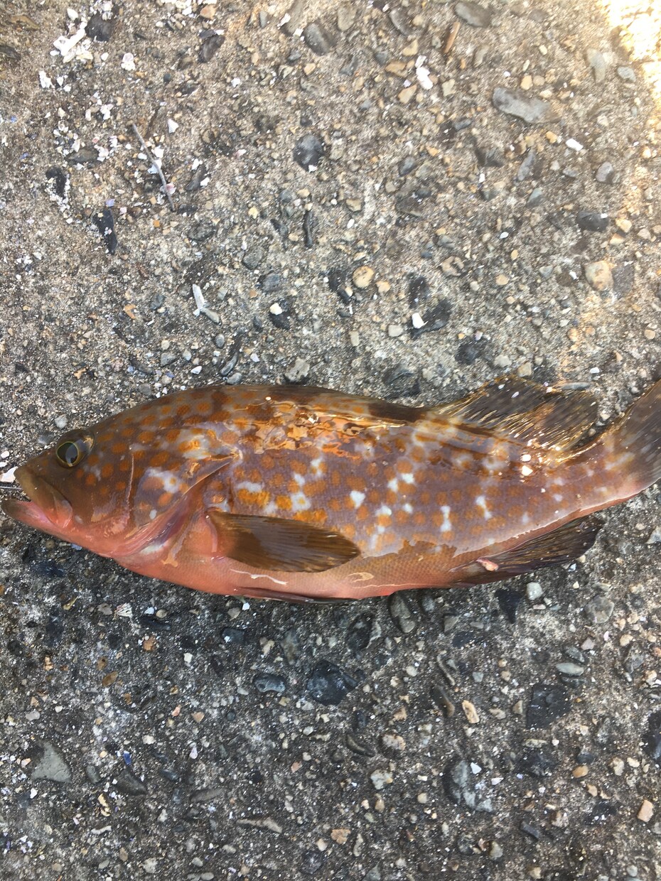 釣りのことならなんでも聞いてください！！ イメージ3