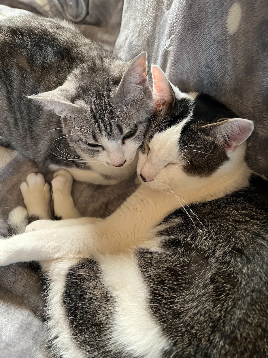 可愛い猫の写真を提供します 5匹のミックスの猫ちゃん達の写真です。 イメージ1