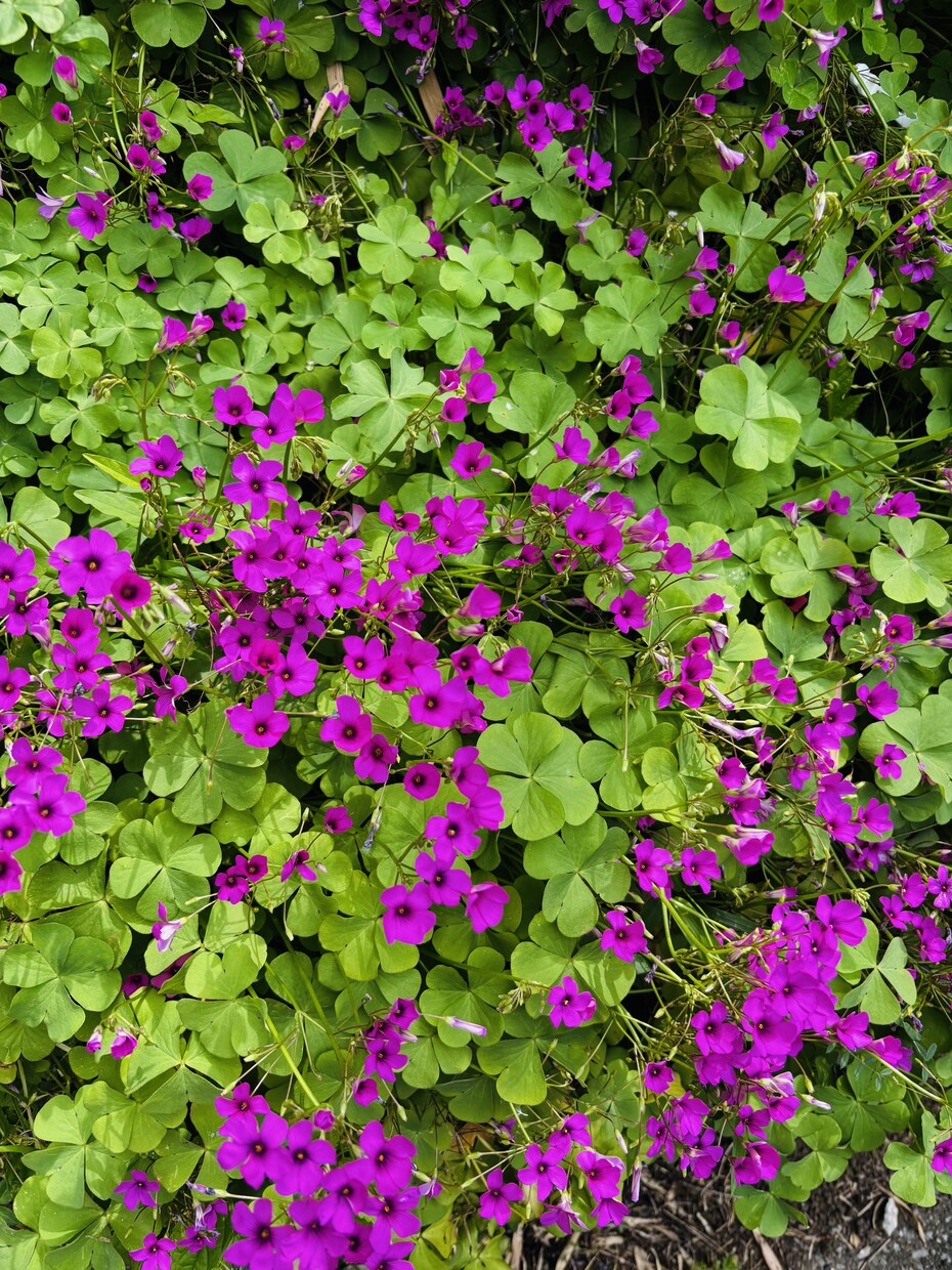 景色や花等、風景写真を撮っています 行けないところの景色を提供します。 イメージ3