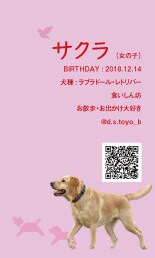 ペット名刺（PET NAME CARD）制作します セミオーダータイプ・50枚単位で注文可能！ イメージ5