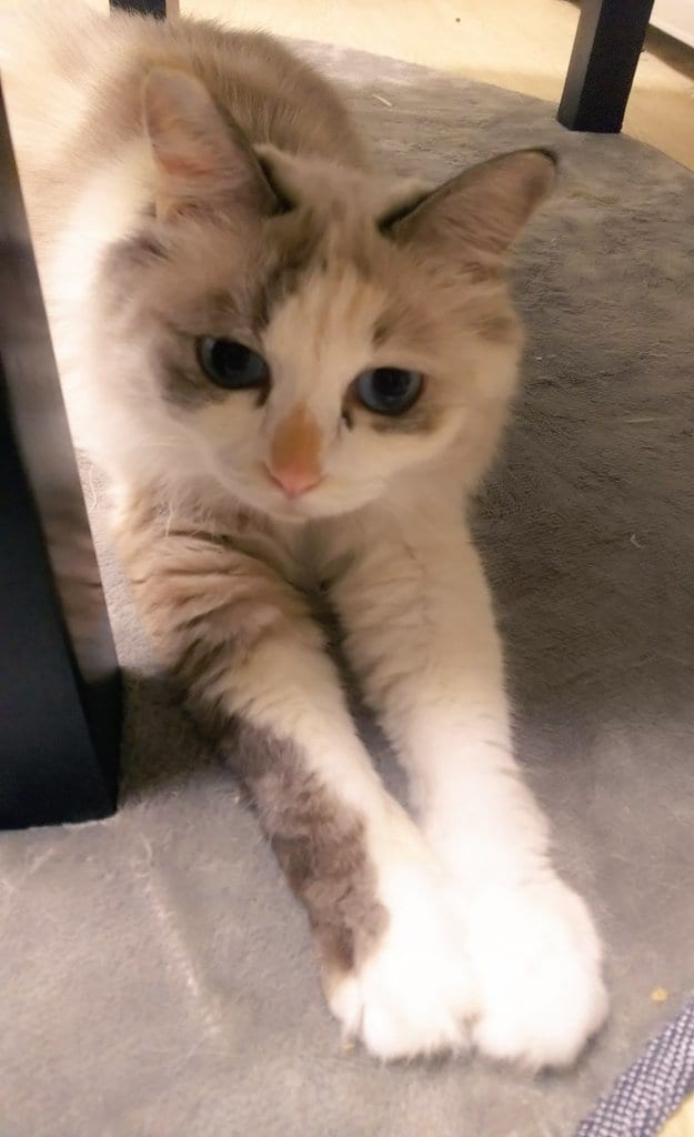 猫をリアルタイムで観察しながら抱き方など学べます 子猫のらる、お姉さん猫ナナ、気まぐれめる、ぽっちゃり猫ふー イメージ4