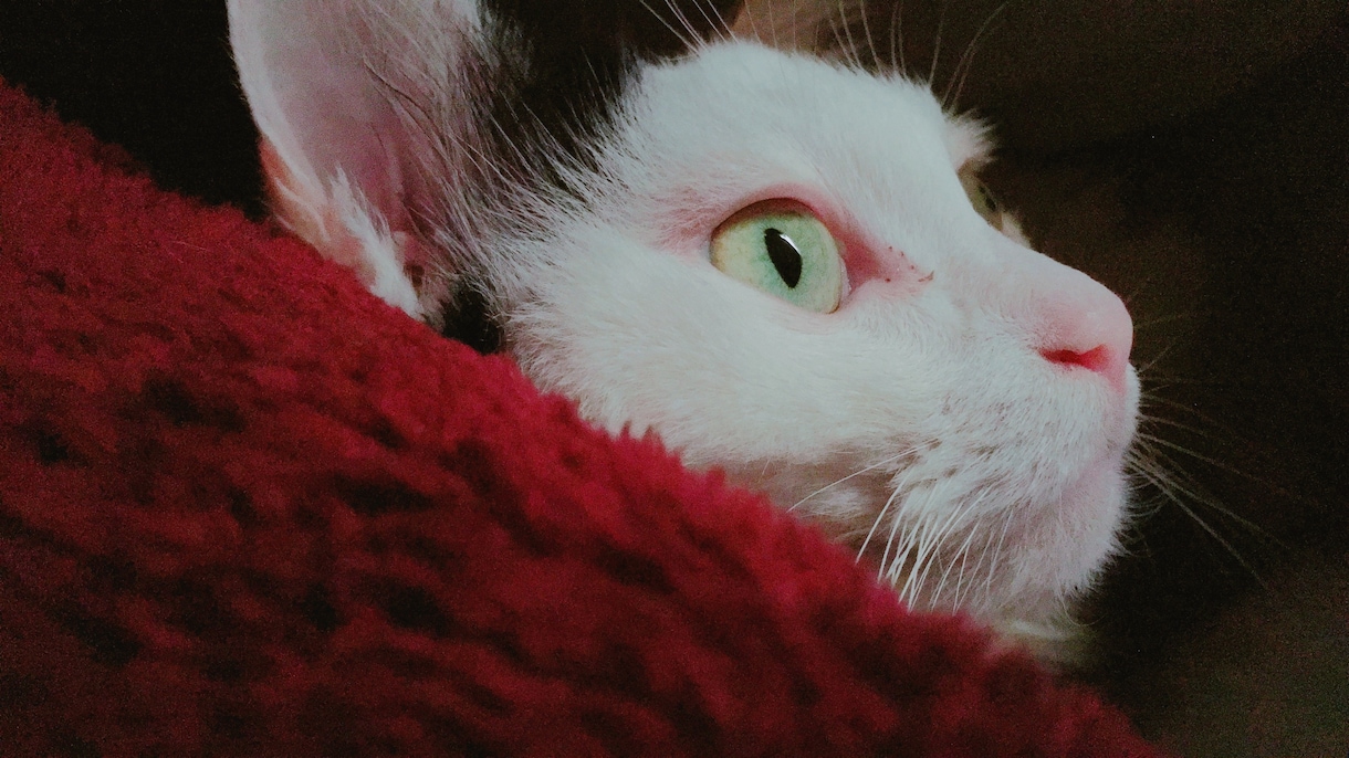 ペットのイラストを製作します 愛猫の水彩イラストを製作します半額キャンペーン中！ イメージ4