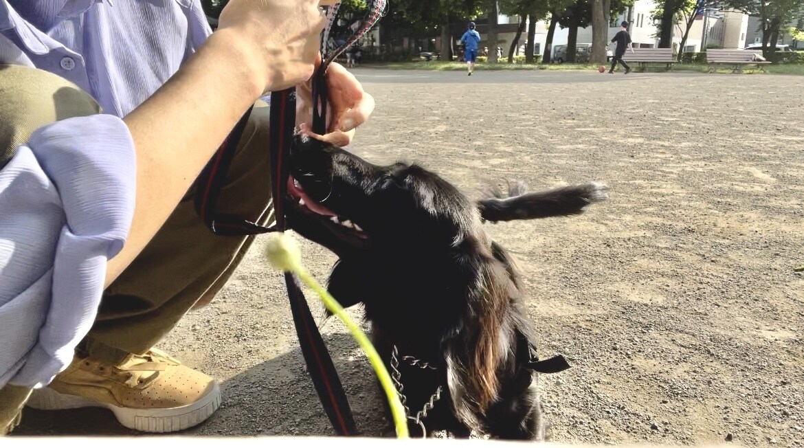 愛犬のしつけ、問題行動、お悩み相談を承ります 「飼い主様」が愛犬を変える方法を教えます！ イメージ1